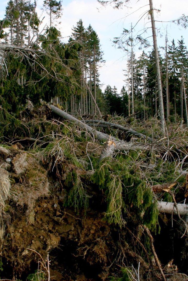 Sturmschaden Umgestürzte Bäume und beschädigte Baumstümpfe in einem Waldgebiet.
