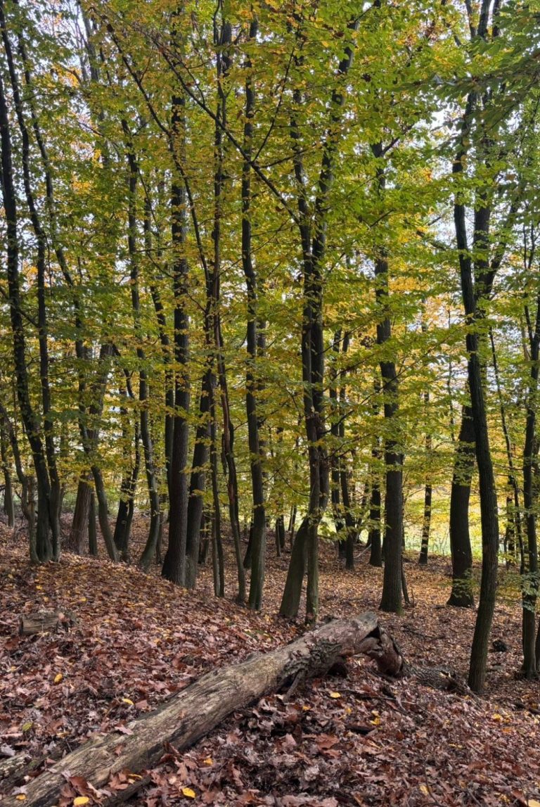 Buchenwald in Niederösterreich Herbstlicher Wald mit gelbgrünen Blättern und zerstreutem Laub am Boden.