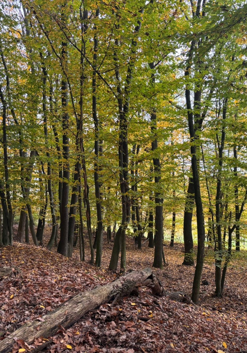 Herbstliche Waldlandschaft mit gelben Blättern und einem umgestürzten Baumstamm.